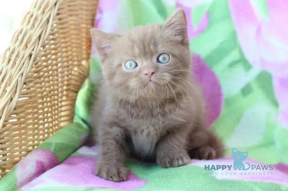 Prometheus British Shorthair male cinnamon - live animals