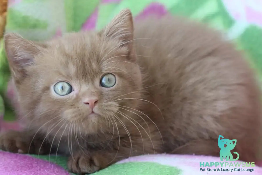 Prometheus British Shorthair male cinnamon - live animals