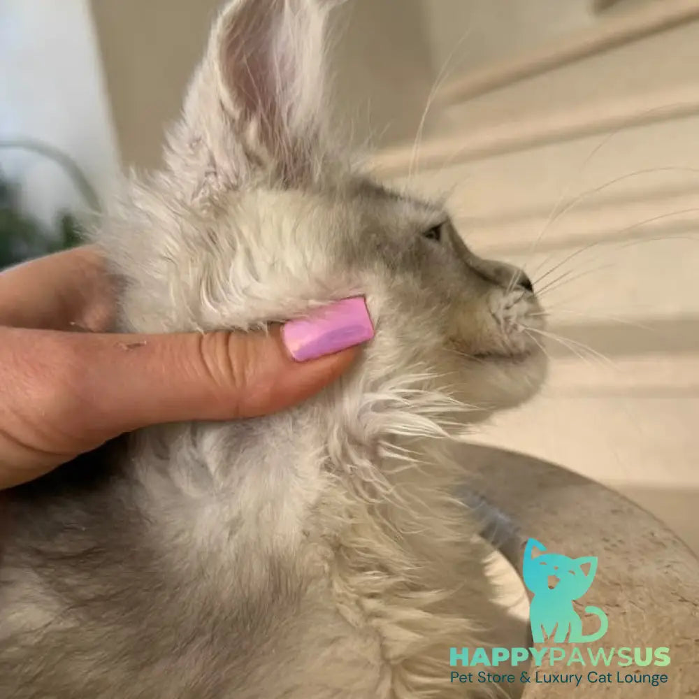 Prosecco Maine Coon male black silver ticked tabby - live animals