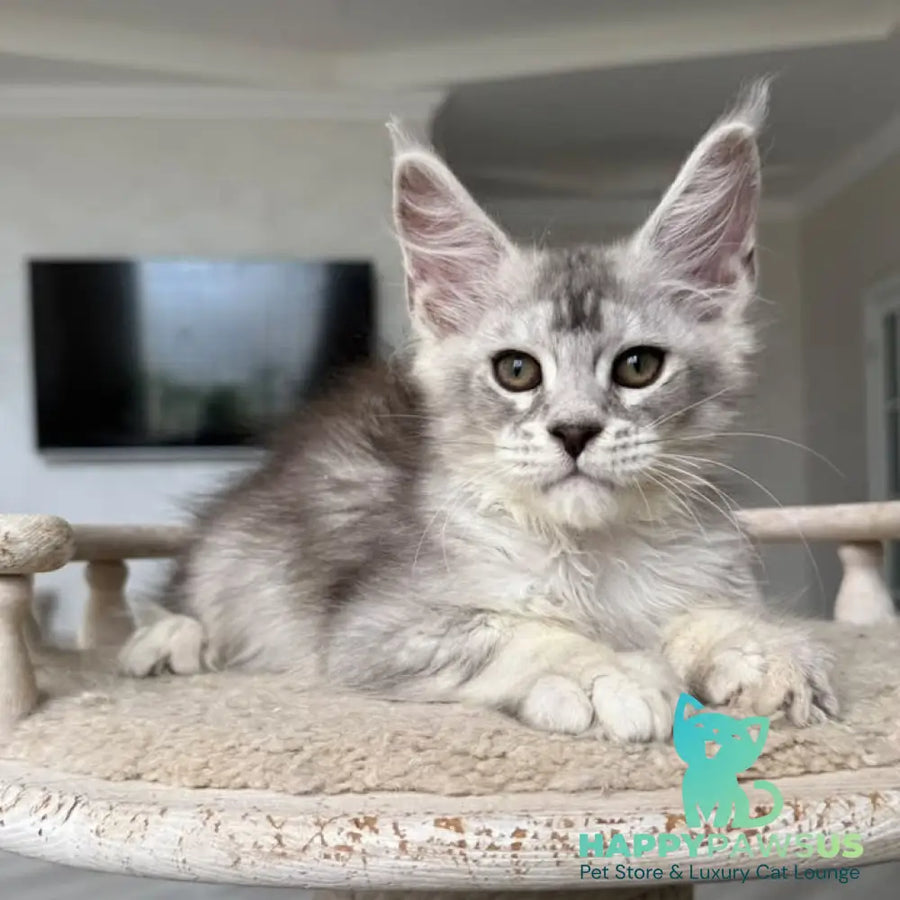 Prosecco Maine Coon male black silver ticked tabby - live animals