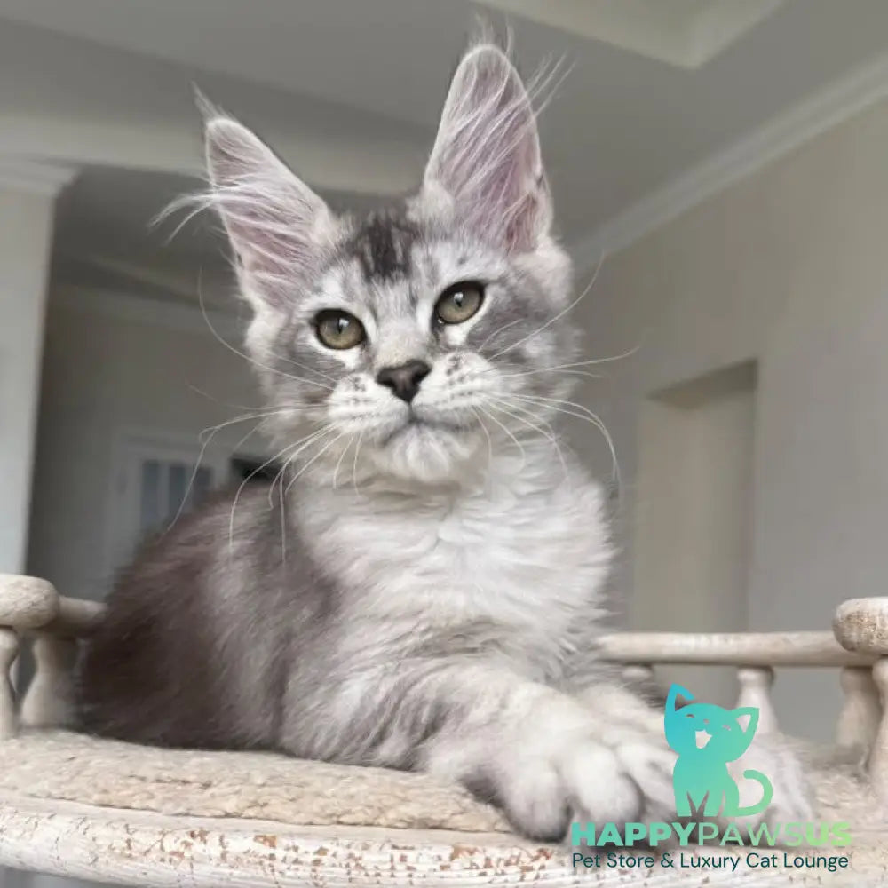 Prosecco Maine Coon male black silver ticked tabby - live animals