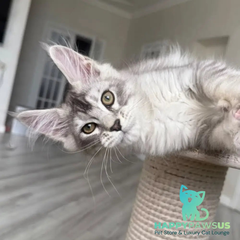 Prosecco Maine Coon male black silver ticked tabby - live animals