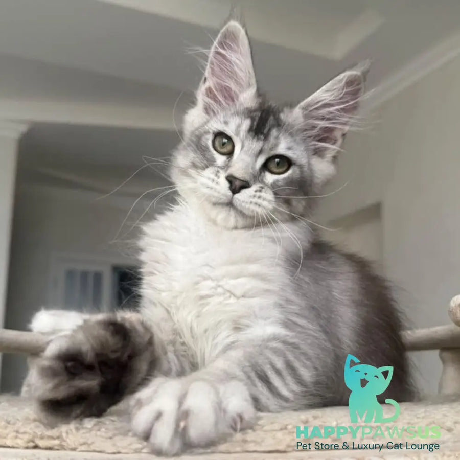 Prosecco Maine Coon male black silver ticked tabby - live animals