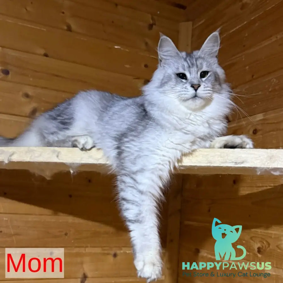 Prosecco Maine Coon male black silver ticked tabby - live animals