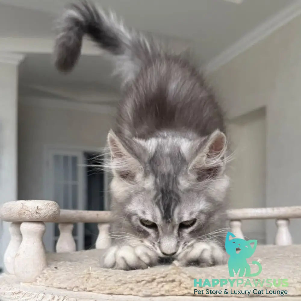 Prosecco Maine Coon male black silver ticked tabby - live animals