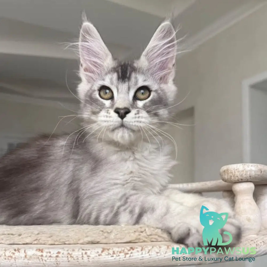 Prosecco Maine Coon male black silver ticked tabby - live animals