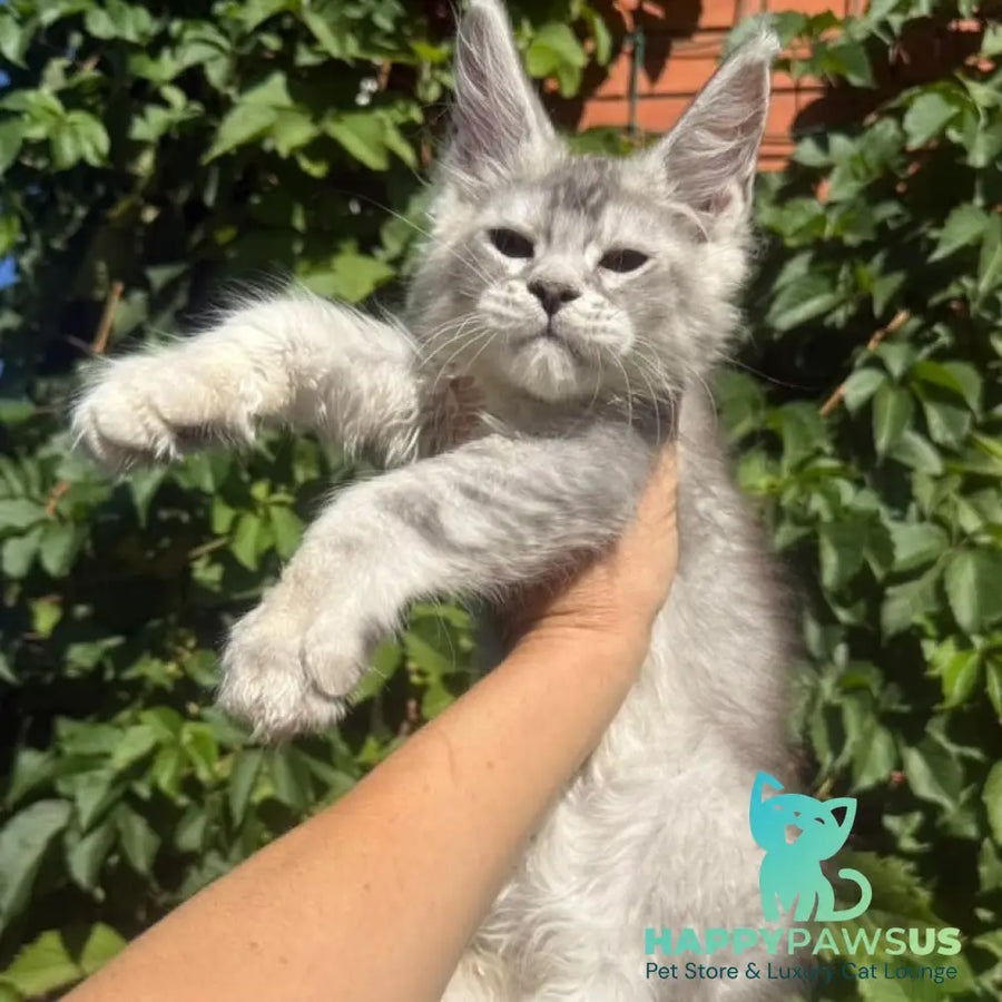 Prosecco Maine Coon male black silver ticked tabby - live animals
