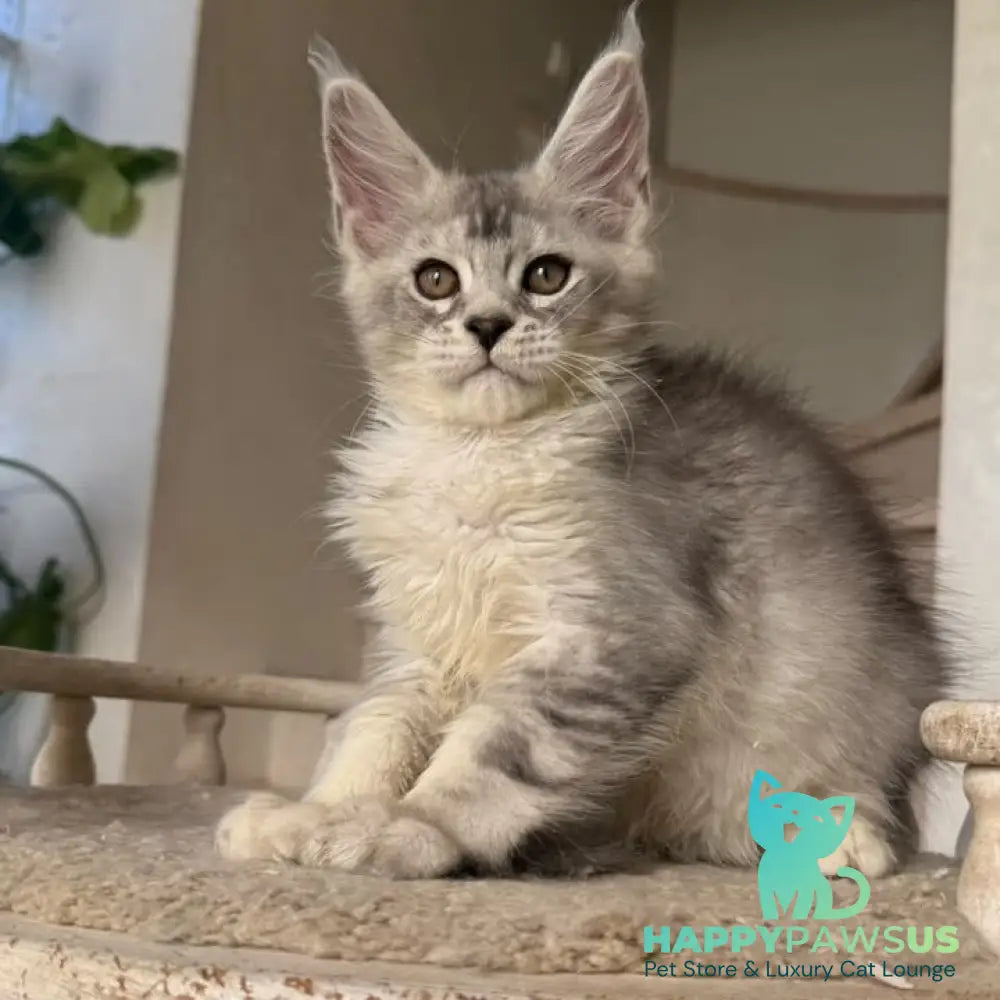 Prosecco Maine Coon male black silver ticked tabby - live animals