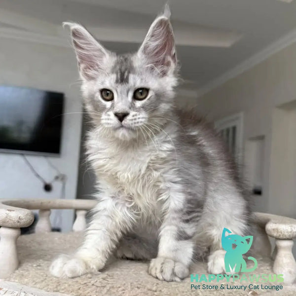 Prosecco Maine Coon male black silver ticked tabby - live animals