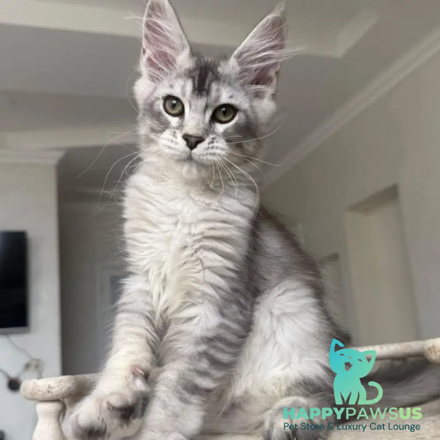 Prosecco Maine Coon male black silver ticked tabby - live animals