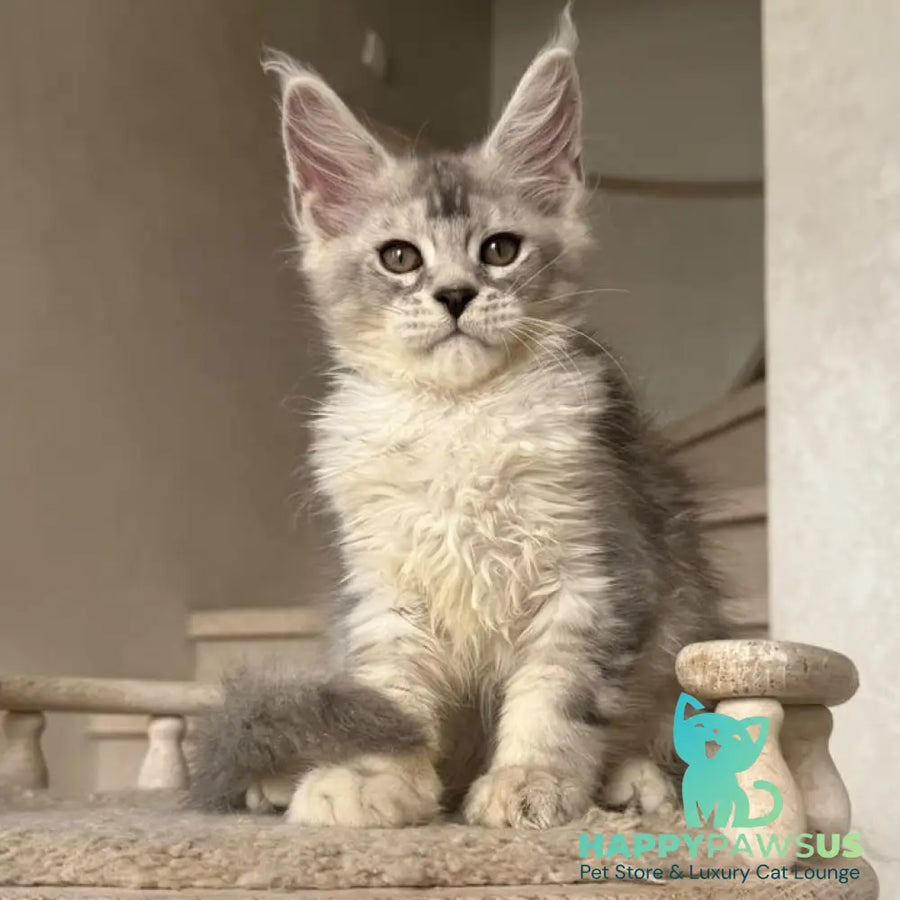 Prosecco Maine Coon male black silver ticked tabby - live animals