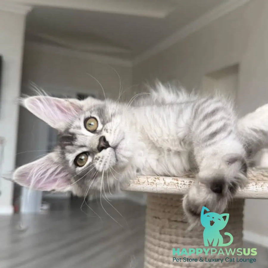 Prosecco Maine Coon male black silver ticked tabby - live animals
