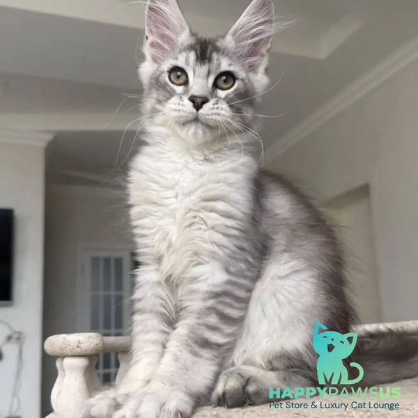 Prosecco Maine Coon male black silver ticked tabby - live animals