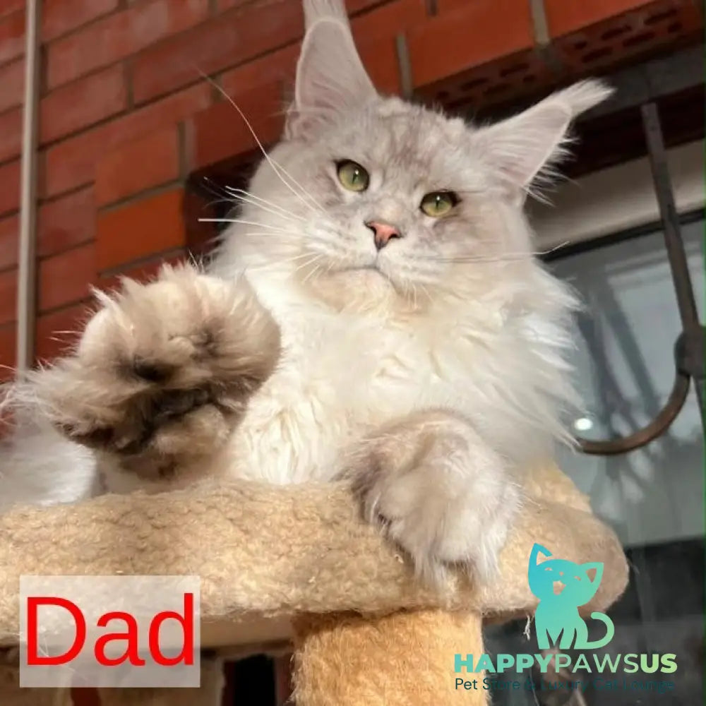 Prosecco Maine Coon male black silver ticked tabby - live animals