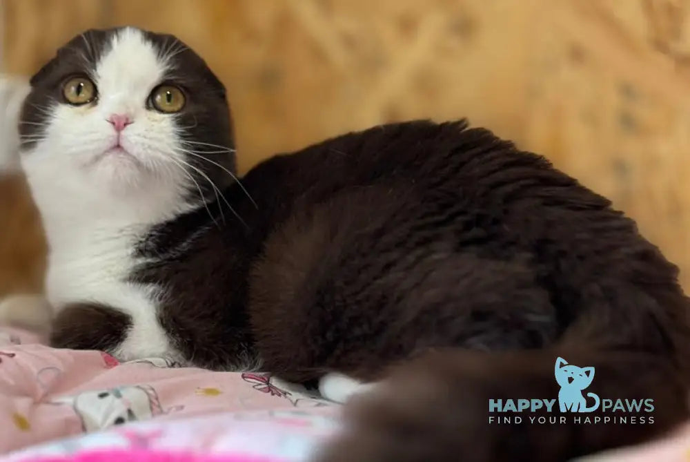 Prosha Scottish Fold male chocolate bicolour live animals
