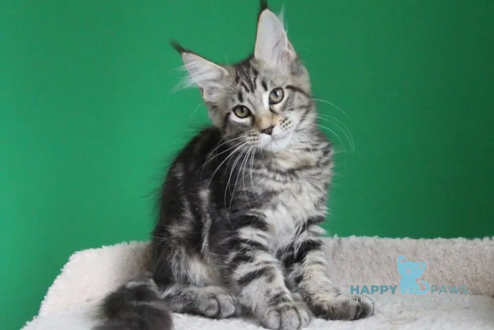 Proshka Maine Coon male black tabby live animals