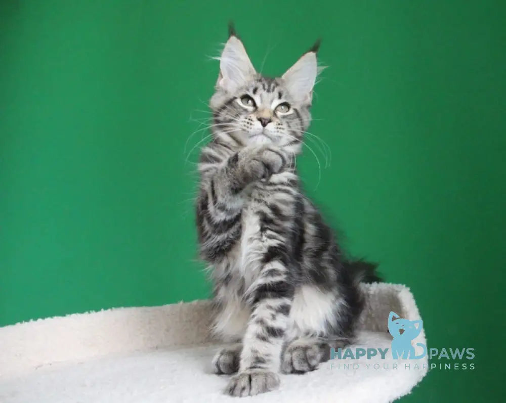 Proshka Maine Coon male black tabby live animals