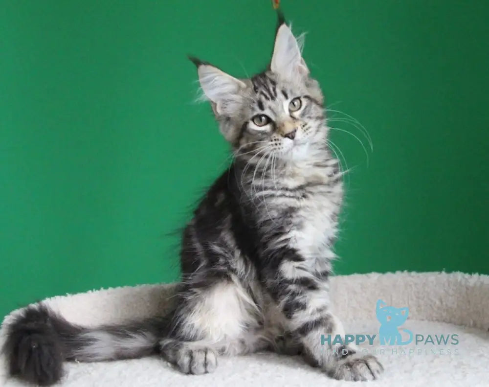 Proshka Maine Coon male black tabby live animals
