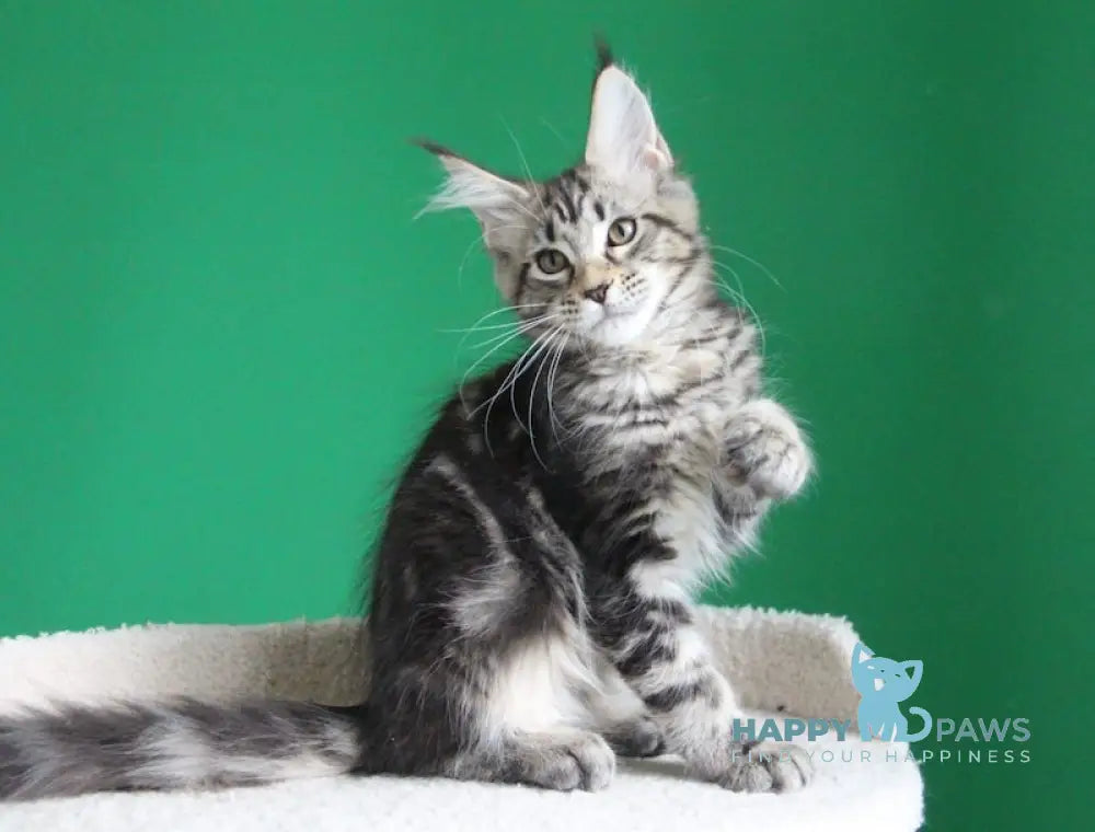 Proshka Maine Coon male black tabby live animals
