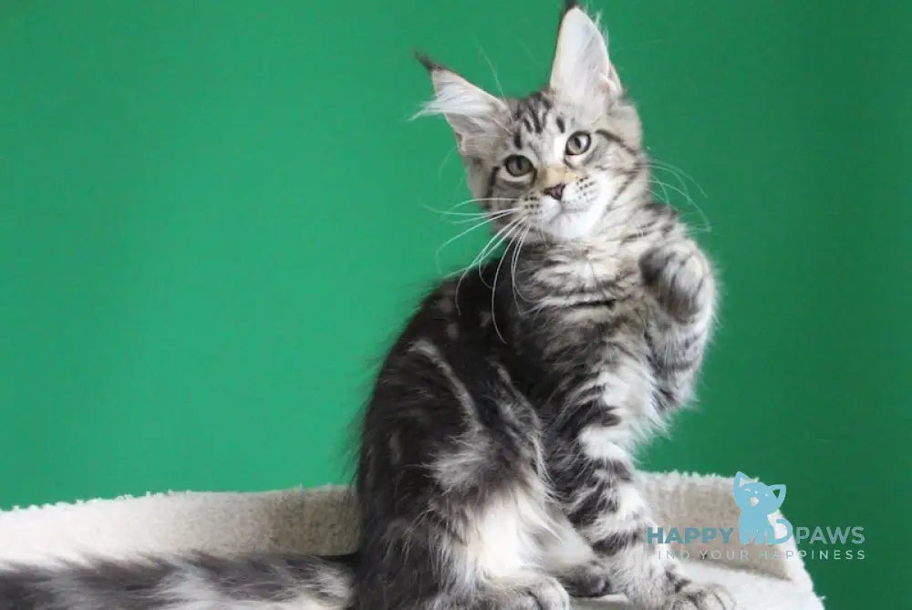 Proshka Maine Coon male black tabby live animals