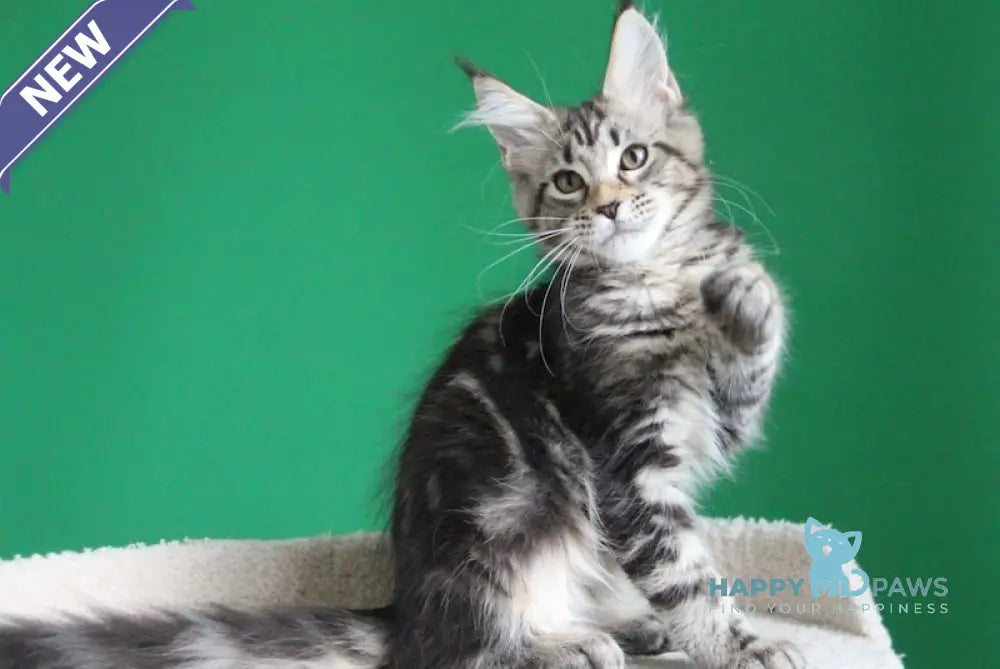 Proshka Maine Coon male black tabby live animals