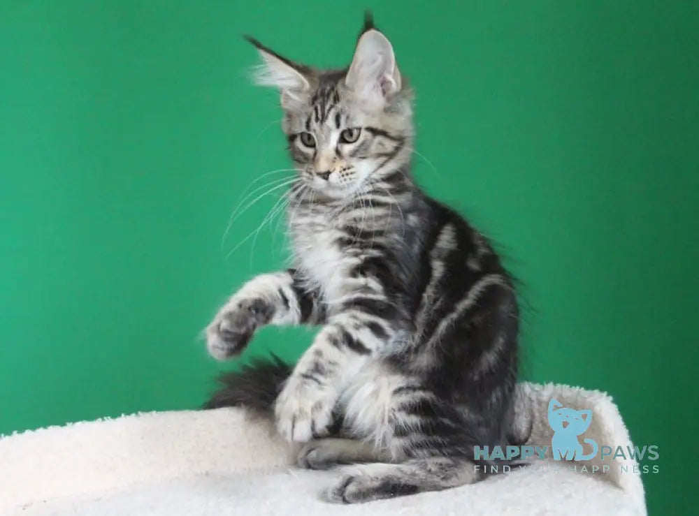Proshka Maine Coon male black tabby live animals