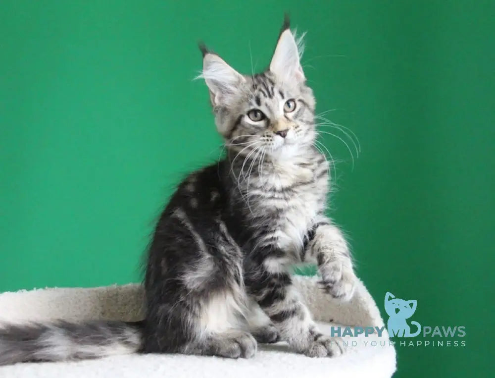 Proshka Maine Coon male black tabby live animals