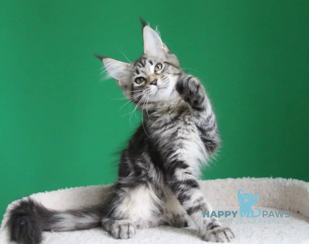 Proshka Maine Coon male black tabby live animals