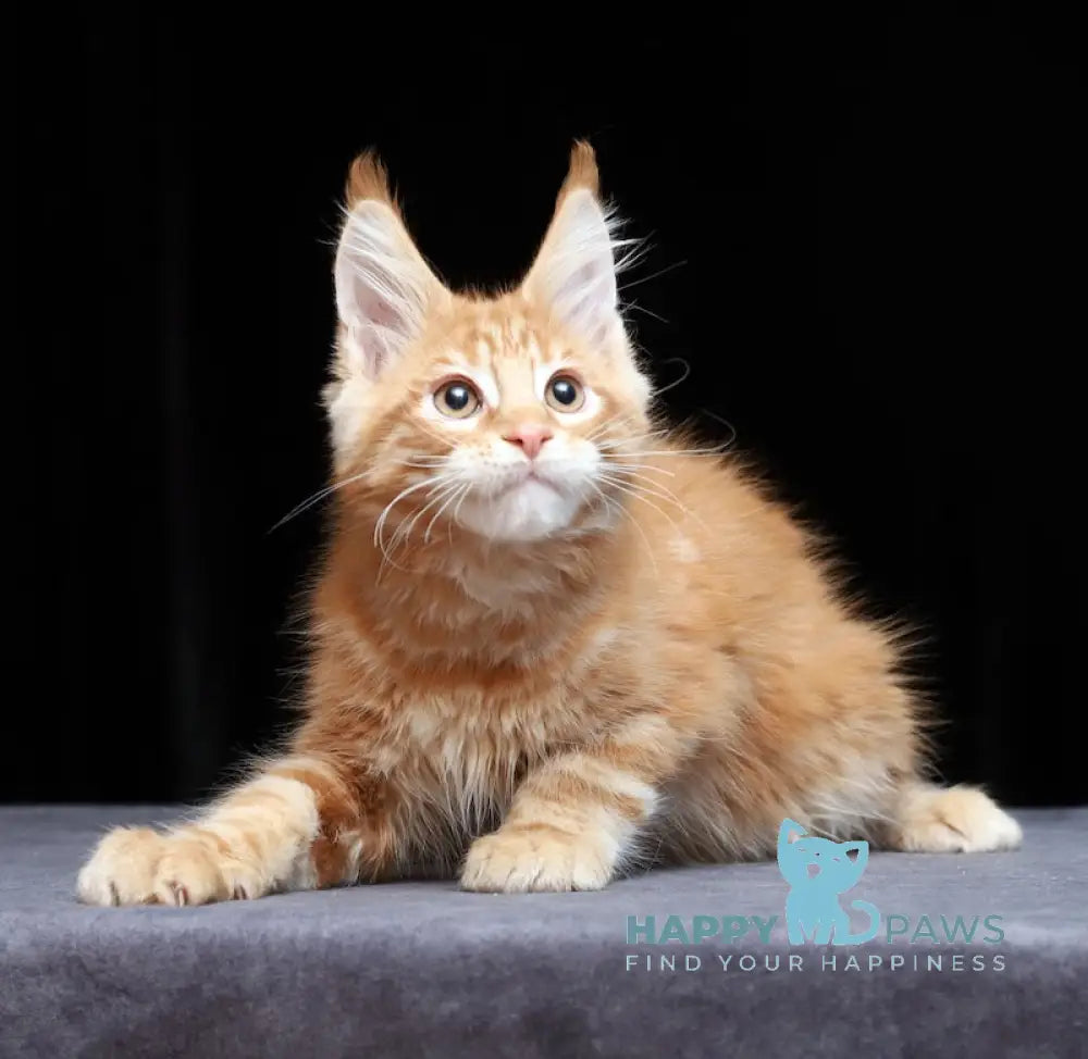 Proton Maine Coon male red silver live animals