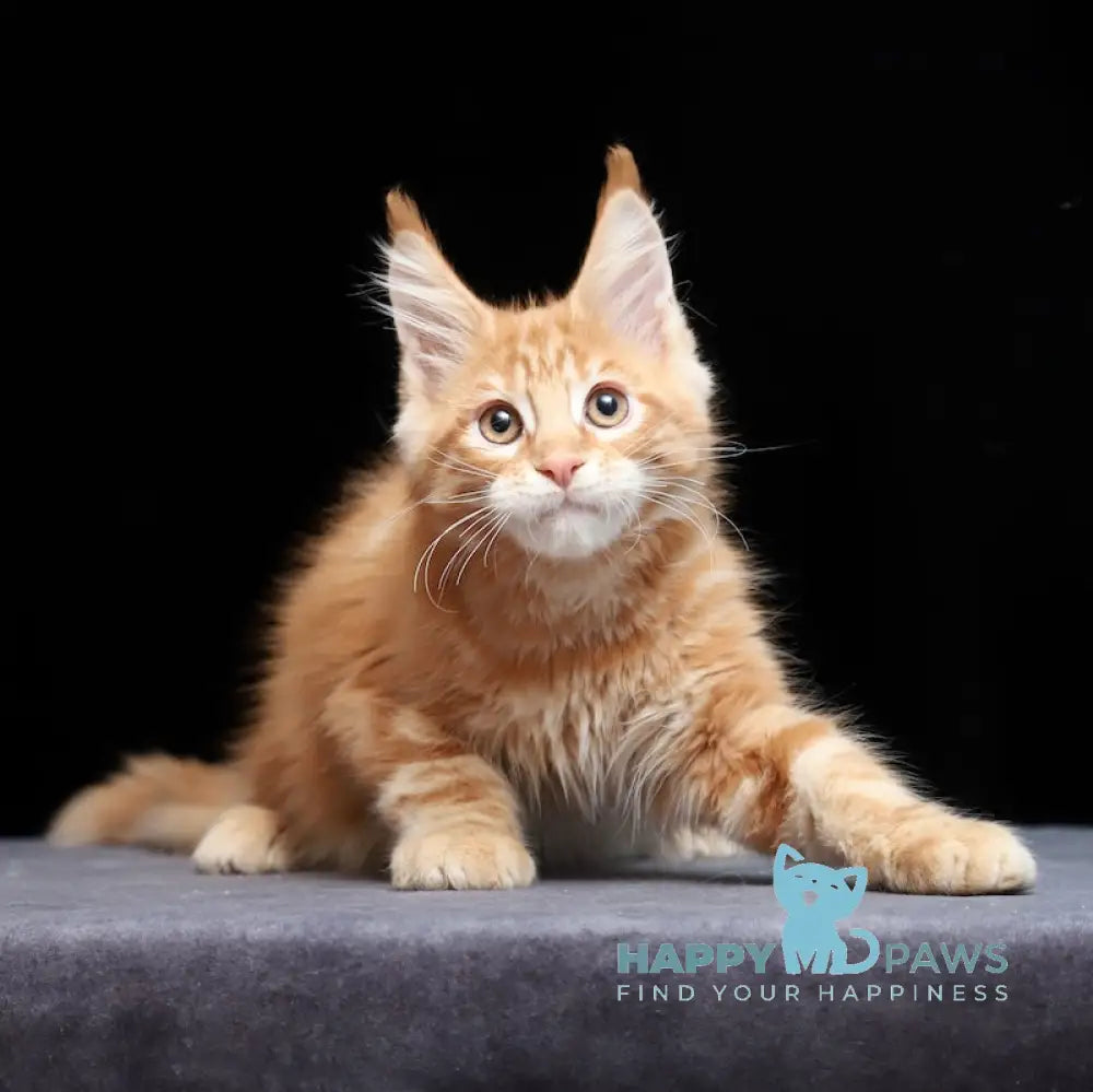 Proton Maine Coon male red silver live animals