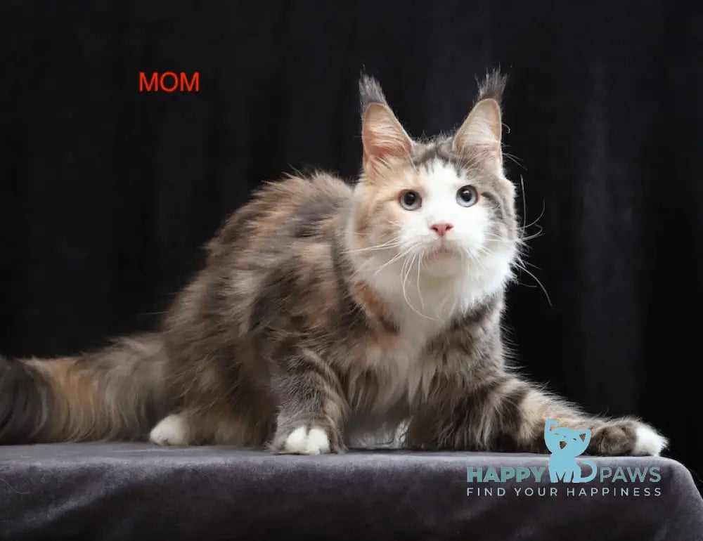 Proton Maine Coon male red silver live animals