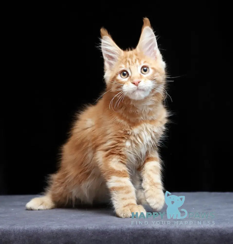 Proton Maine Coon male red silver live animals