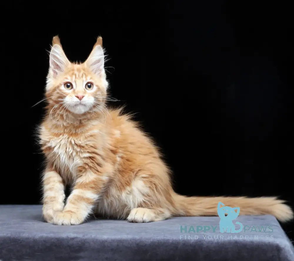 Proton Maine Coon male red silver live animals