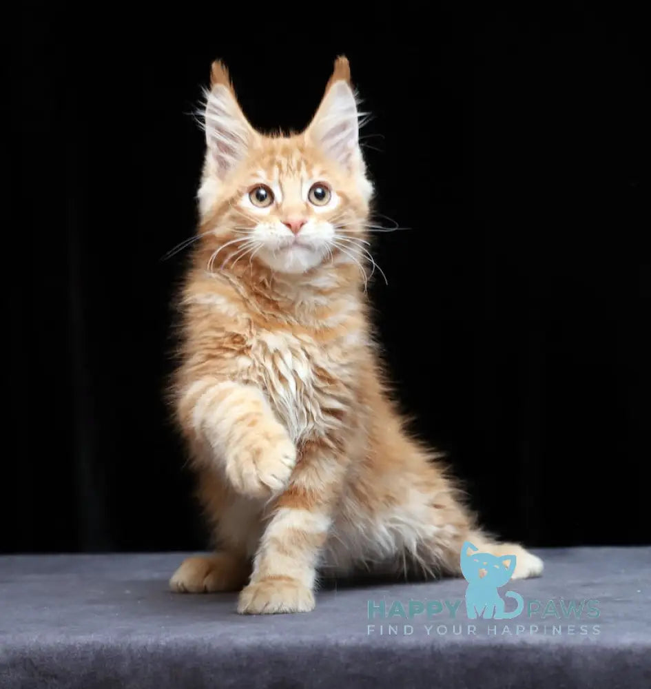 Proton Maine Coon male red silver live animals