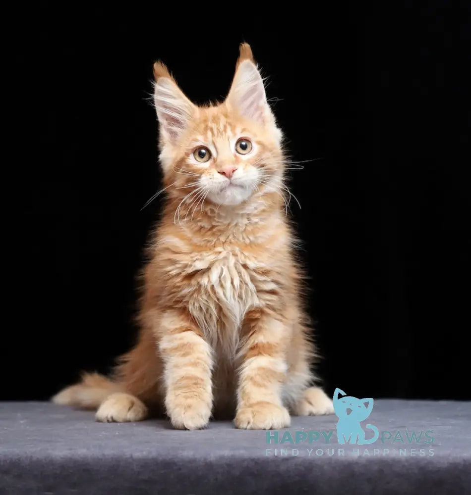 Proton Maine Coon male red silver live animals