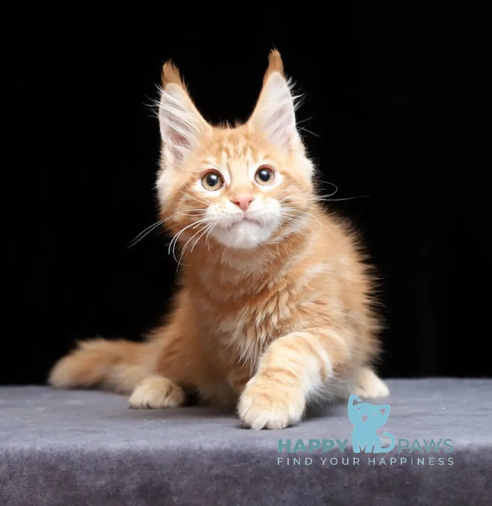 Proton Maine Coon male red silver live animals