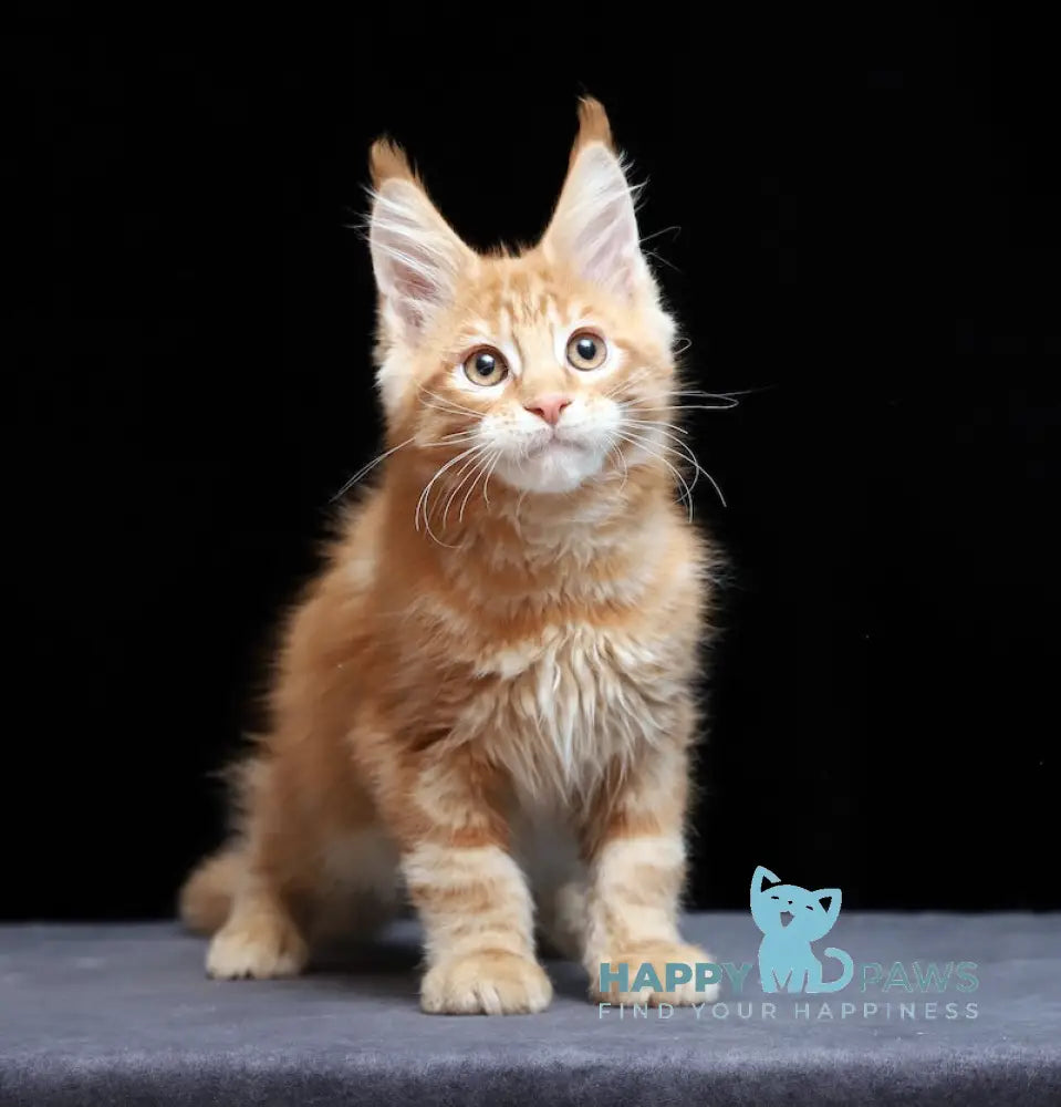 Proton Maine Coon male red silver live animals