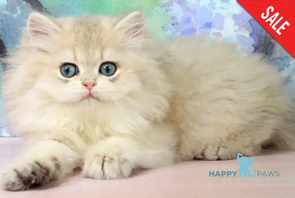 Pryanik British Longhair male blue golden shaded - live animals