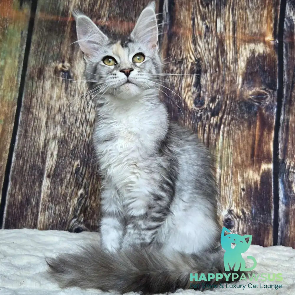 Psychea Maine Coon female black tortie silver ticked tabby - live animals