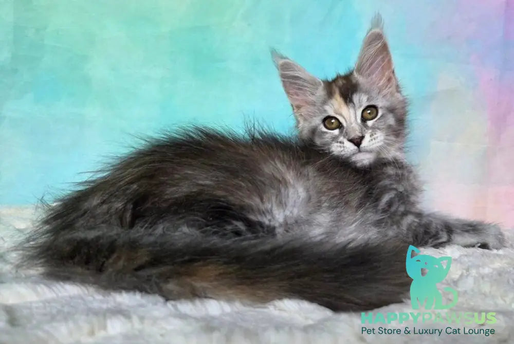 Psychea Maine Coon female black tortie silver ticked tabby - live animals