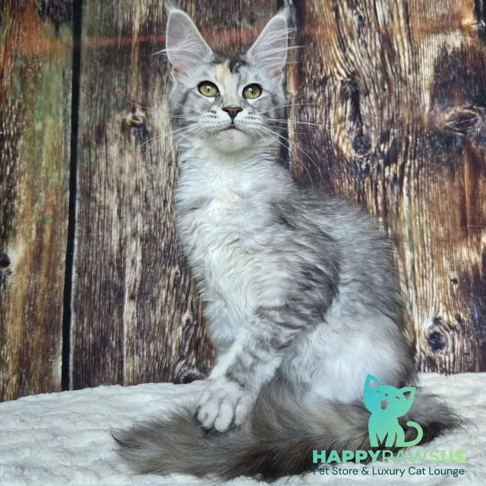 Psychea Maine Coon female black tortie silver ticked tabby - live animals
