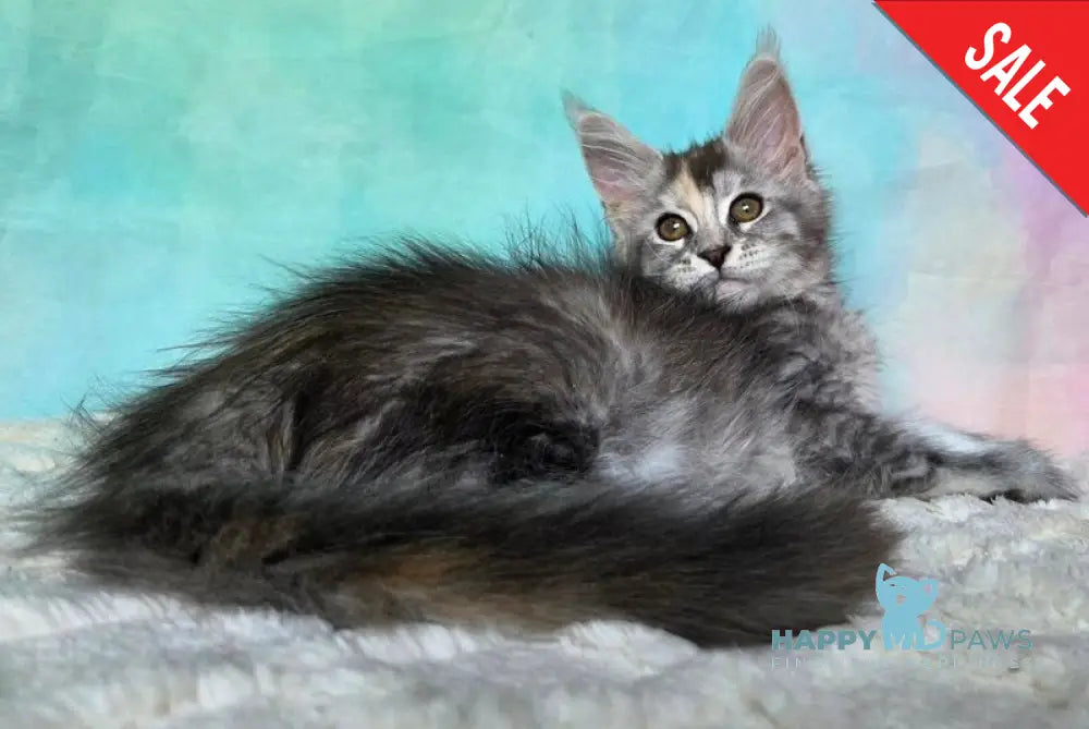 Psychea Maine Coon female black tortie silver ticked tabby - live animals