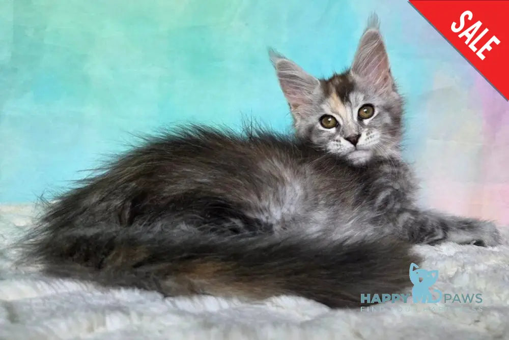Psychea Maine Coon female black tortie silver ticked tabby - live animals