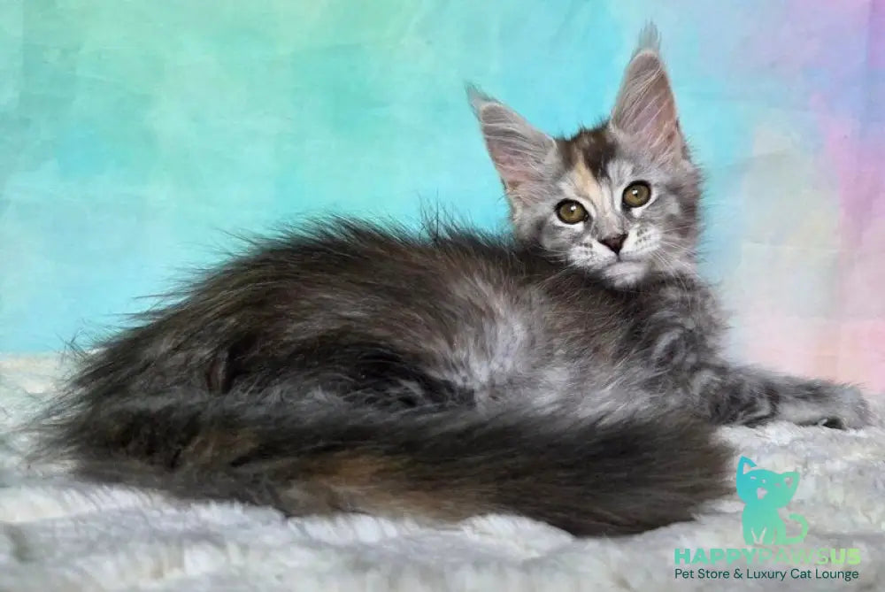 Psychea Maine Coon female black tortie silver ticked tabby - live animals