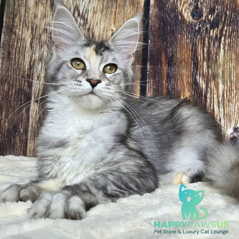 Psychea Maine Coon female black tortie silver ticked tabby - live animals
