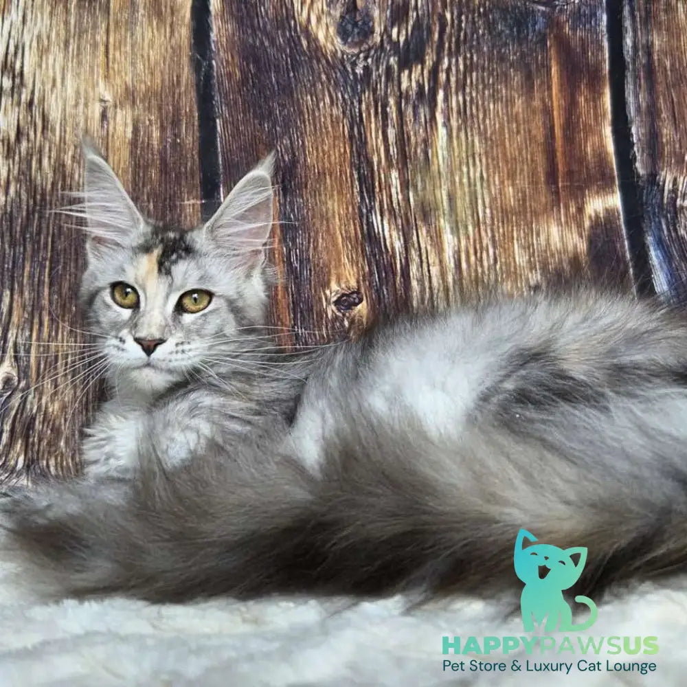 Psychea Maine Coon female black tortie silver ticked tabby - live animals