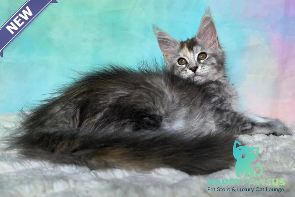 Psychea Maine Coon female black tortie silver ticked tabby - live animals