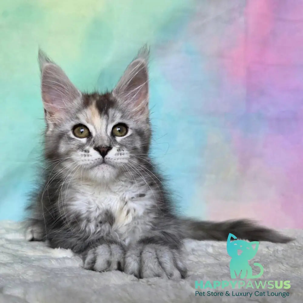 Psychea Maine Coon female black tortie silver ticked tabby - live animals