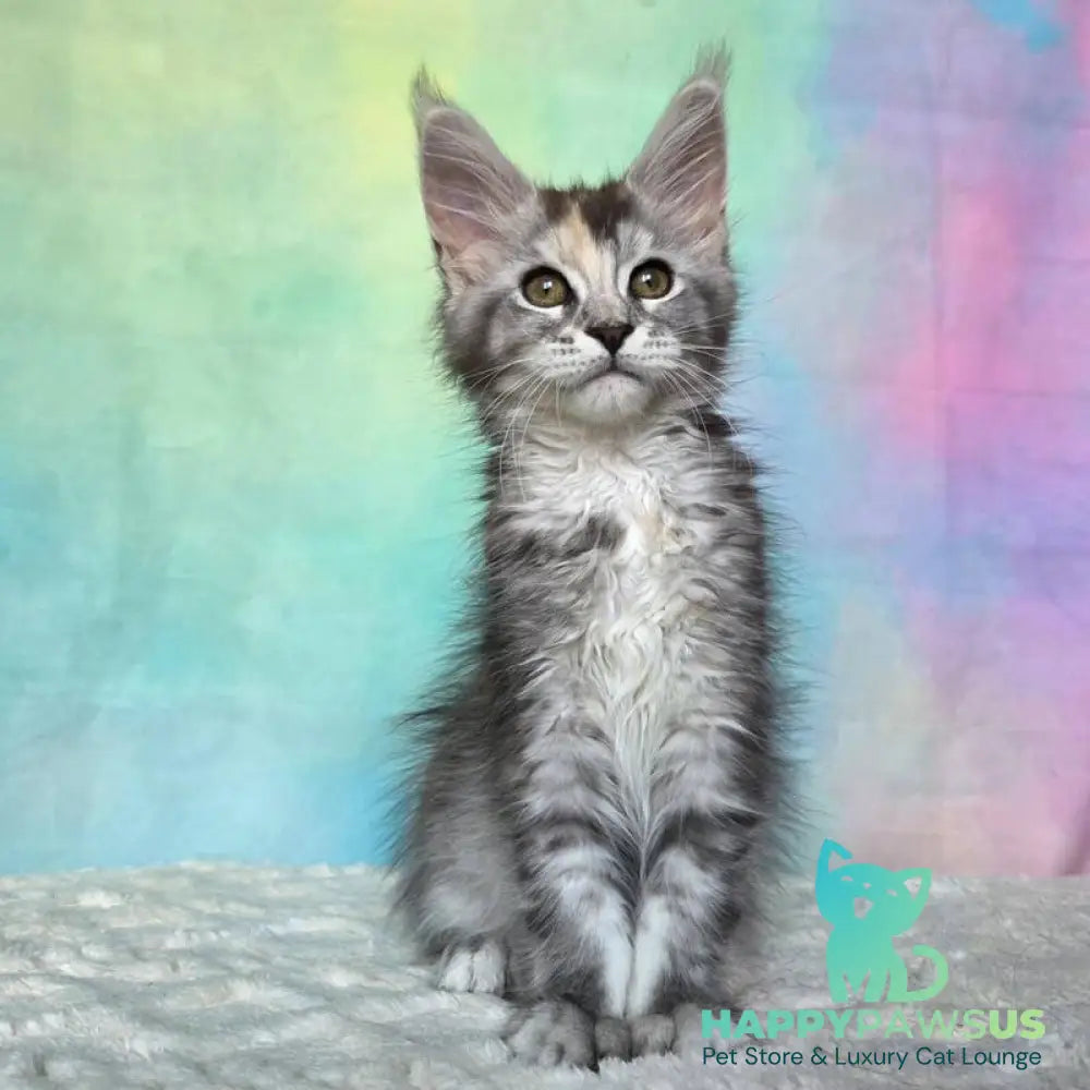Psychea Maine Coon female black tortie silver ticked tabby - live animals