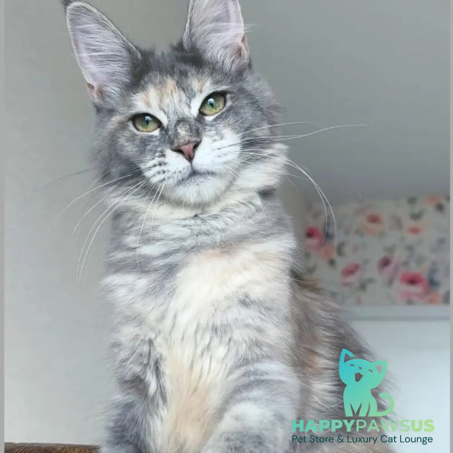 Ptaha Maine Coon female blue tortie tabby - live animals